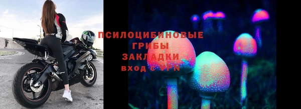 сатива Новозыбков