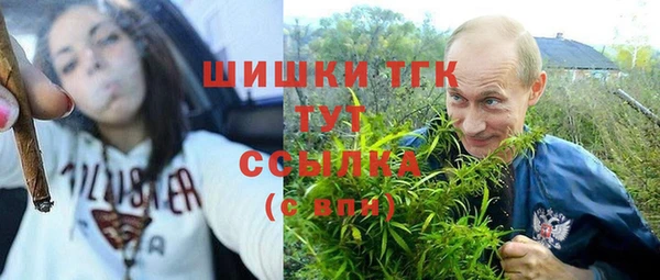сатива Новозыбков
